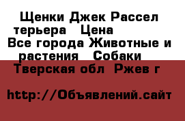 Щенки Джек Рассел терьера › Цена ­ 20 000 - Все города Животные и растения » Собаки   . Тверская обл.,Ржев г.